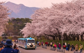 4 địa điểm ngắm hoa anh đào đẹp nhất ở Seoul